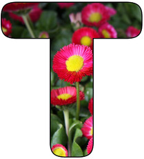 Deko-Buchstaben-Blumen_T.jpg